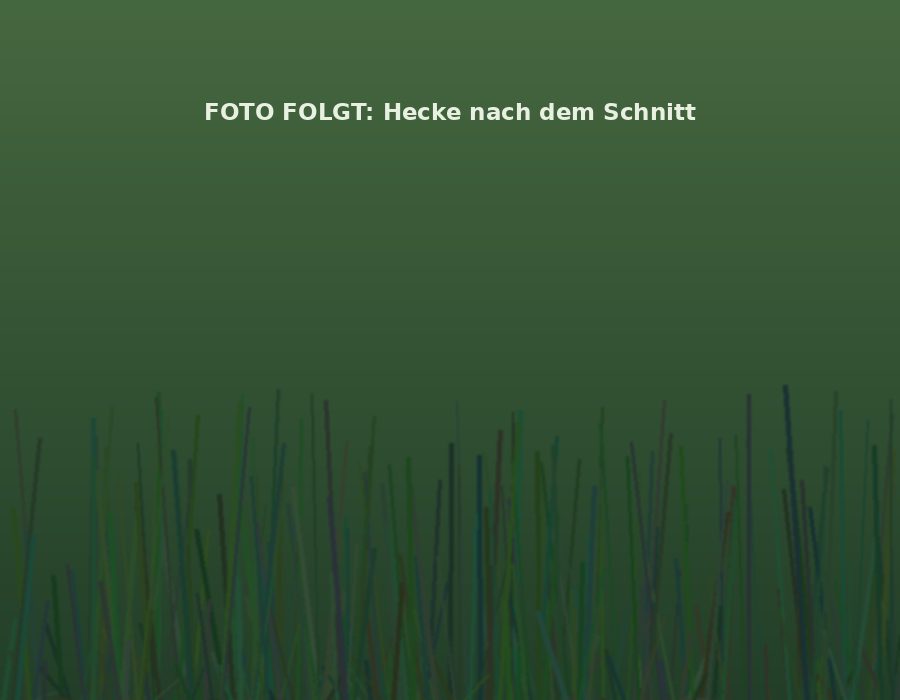 Frisch geschnittene Hecke